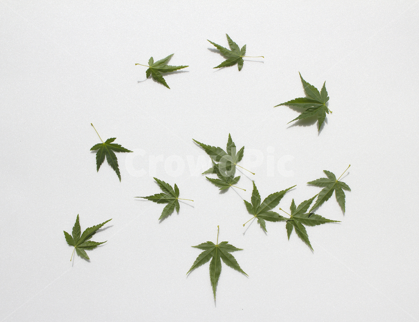 가지,잎사귀,나뭇가지,잎,이파리,단풍,나뭇잎,녹색,그린,초록색,흰배경,줄기,자연,식물,클로즈업,단풍잎,탑,탑뷰,탑앵글,뒷면,식물,자연,plants,nature