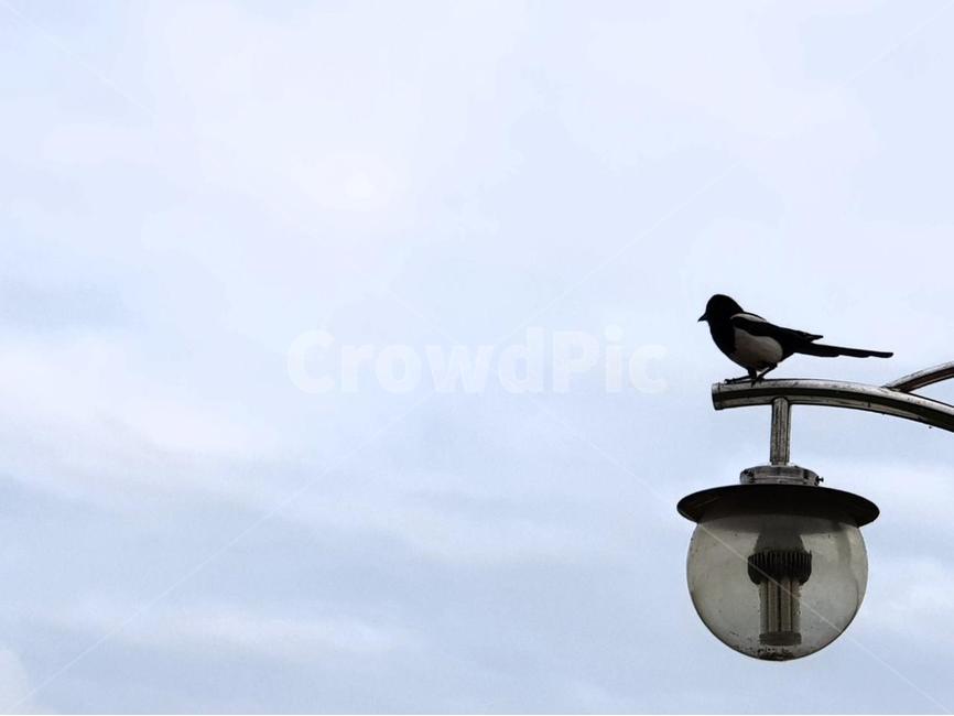 새,bird,까치,magpie,가로등,streetlamp,동물,animal,조류,새,birds