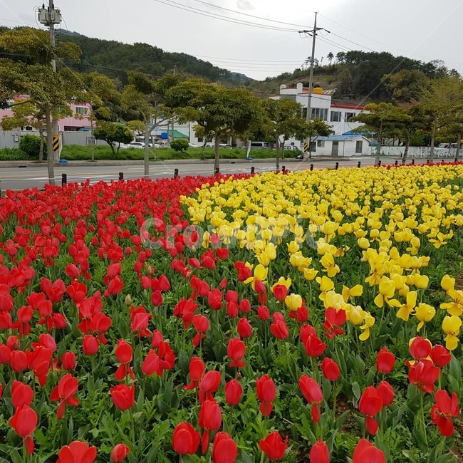 튤립,튤립만발,꽃,빨강,노랑,식물,식물,자연,plants,nature,꽃,flower