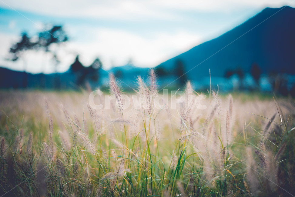 grass,잔디,plant,식물,field,들,식물,자연,plants,nature