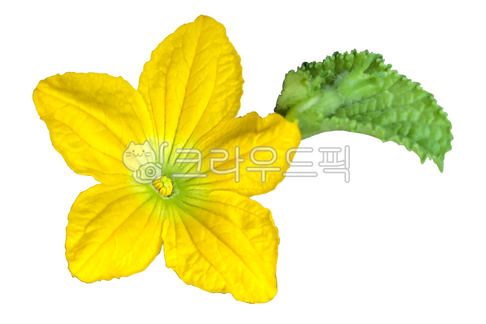 Pumpkin Pumpkin,Pumpkin Flower Graphics,yellow flower,pumpkin flower png,leaf,summer pumpkin flower,summer,pumpkin flower,flower