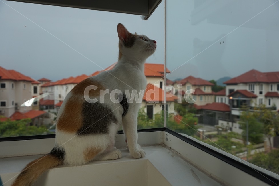 창문,고양이,하늘보는고양이,페낭,말레이시아,동물,animal,포유류,mammal,고양이,cat,kitten,kitty