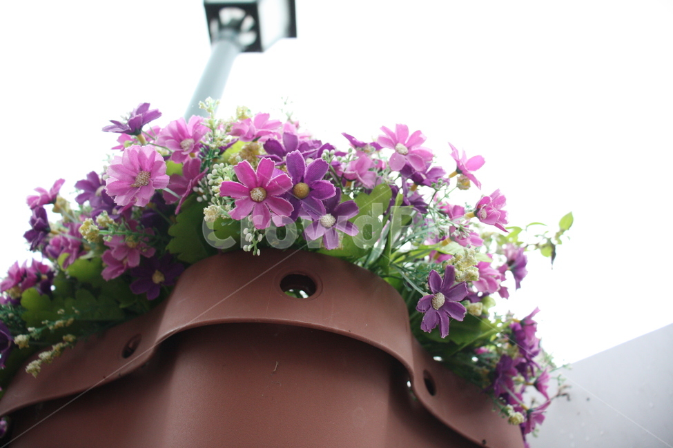 꽃,flower,palnt,식물,자연,nature
