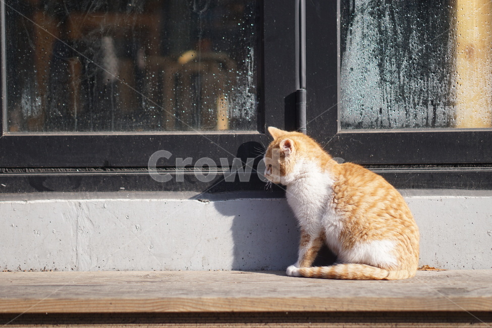 고양이,길고양이,동물,cat,cats,mammal,포유류,animal,pet,애완동물,동물,animal,포유류,mammal,고양이,cat,kitten,kitty