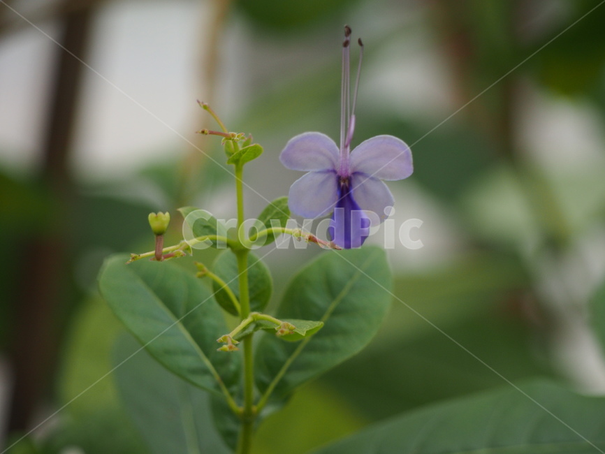 나비꽃,꽃,보라색,영롱,정열,식물,자연,plants,nature,꽃,flower