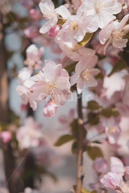 벚꽃,봄,감성,배경,핸드폰배경,plant,식물,flower,blossom,cherryblossom,핑크,따뜻함