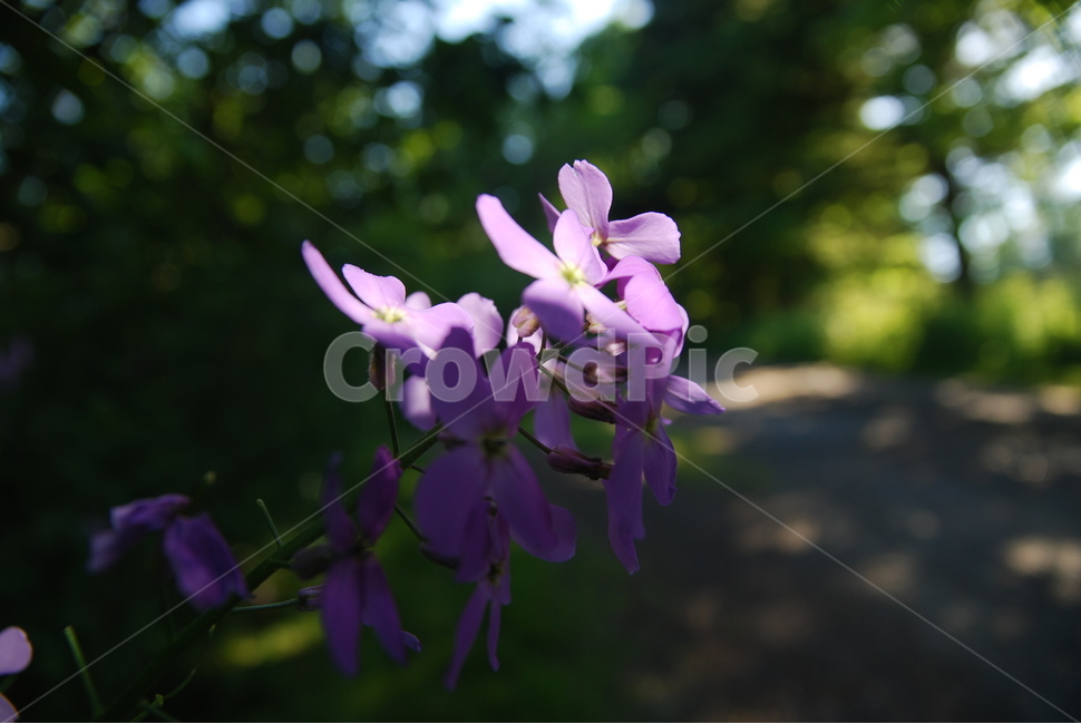 빛,어둠,보라색,꽃,나무,light,dark,purple,flower,trees
