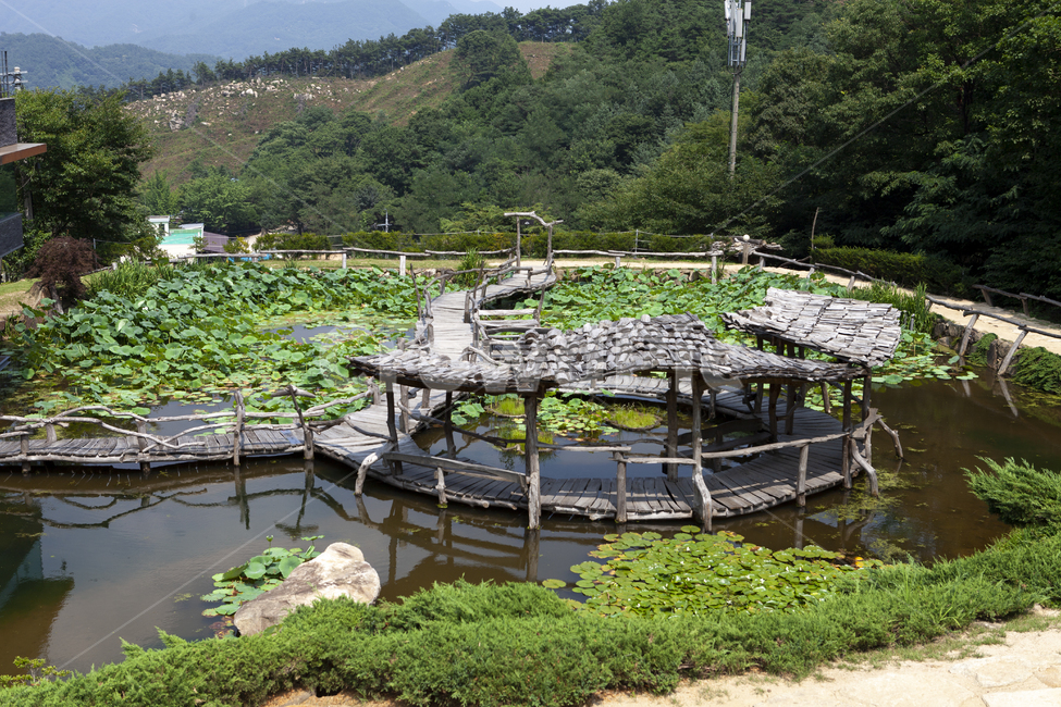 정원,산사,연꽃,호수,녹음,정자,화려한,소박한,배경,나무판,자연,풍경,nature,landscape,한국자연풍경,한국자연경관,korea nature landscape,water,물,outdoors,옥외