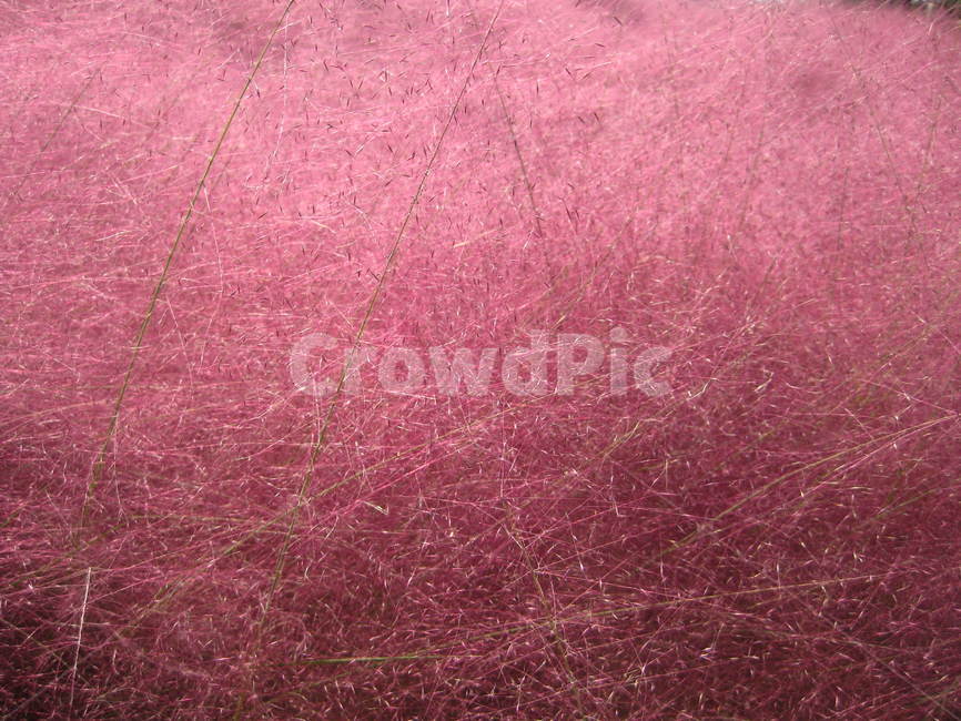 핑크,뮬리,꽃,grass,pink,muhly,flower,가을