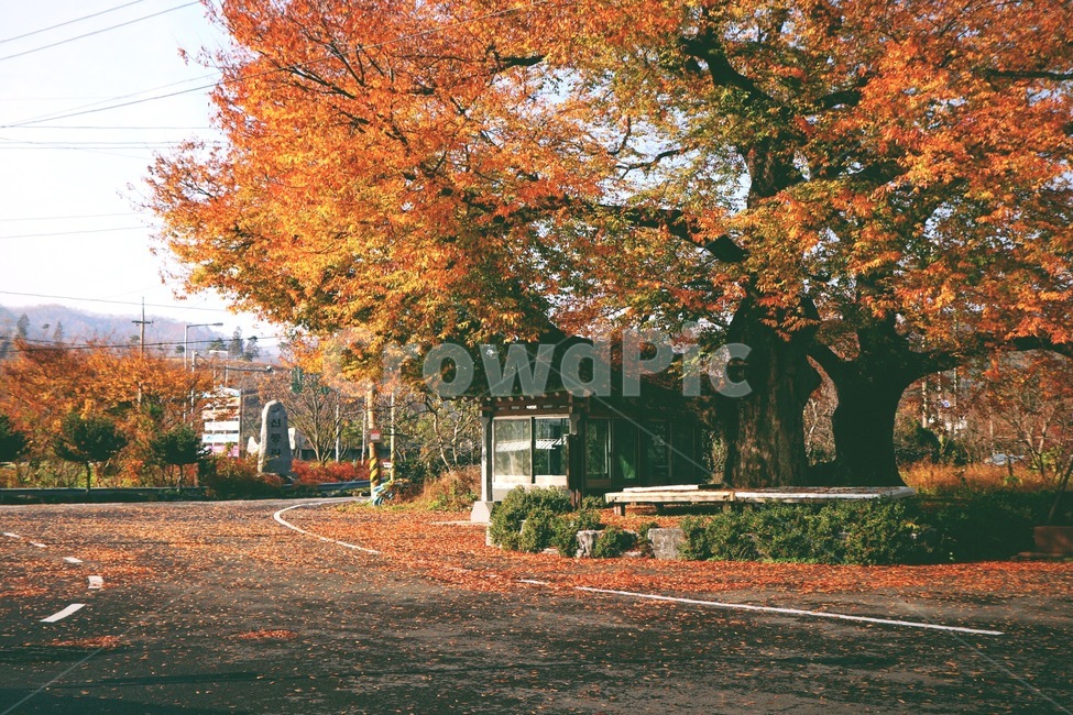 감성사진,색감,나무,가을,쉼터,가을,계절,fall,autumn,season,식물,자연,plants,nature,나무,trees,wood,감성,sensible,feeling,tree,plant,maple,단풍