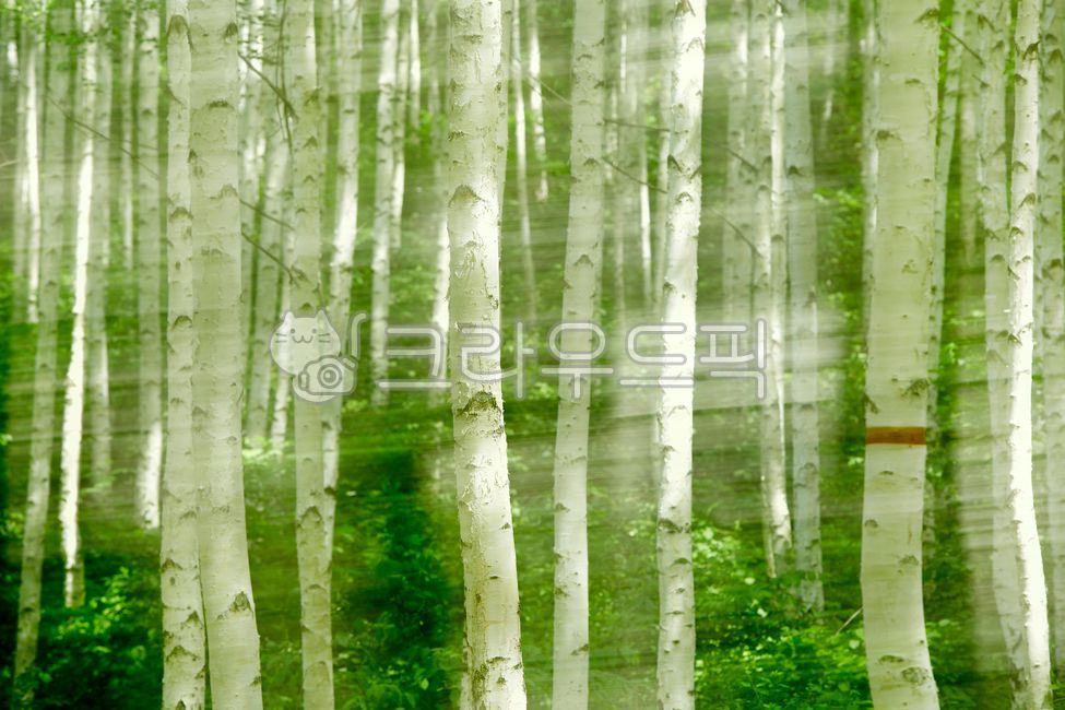 birch tree,in the woods,forest,green,tree,Inje Birch Forest,leaf,birchforest,forests,injebirchforest,leaves,birch forest,birchtree,forest road,forestroad