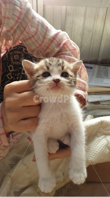 길고양이,고양이,한국고양이,아기고양이,동물,동물,animal,포유류,mammal,고양이,cat,kitten,kitty