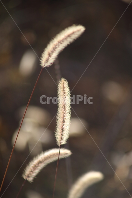 강아지풀,식물,잡초,풀,greenbristlegrass,가을,계절,fall,autumn,season,식물,자연,plants,nature,plant,grass,잔디,lawn