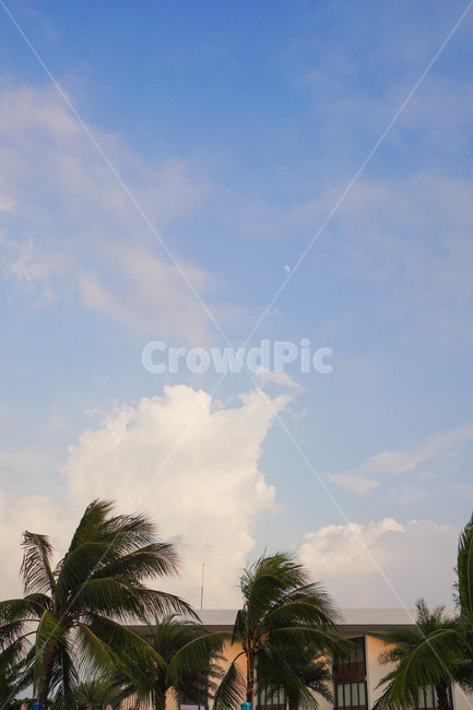 outdoors,옥외,야자수,나무,식물,여름,하늘,달,moon,summer,tree,plant,palmtree,식물,자연,plants,nature,나무,trees,wood