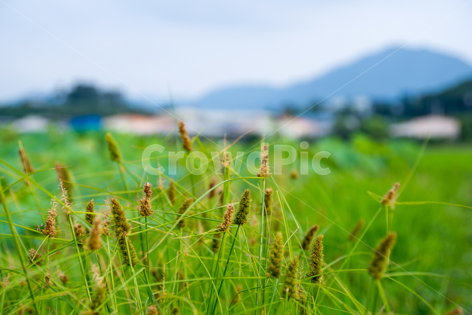 분홍,풍경,연꽃,여름꽃,꽃,flower,열매,초록,여름,summer,식물,plants,계절,season,잎,leaf
