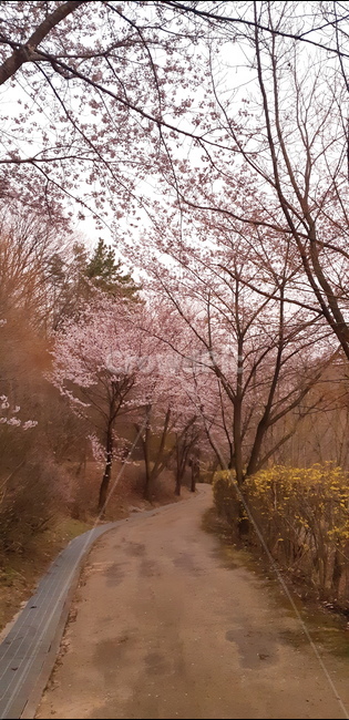 벚꽃,길,노란,개나리,따뜻함,봄,계절,spring,season,자연,풍경,nature,landscape,plant,식물,flower,꽃,blossom