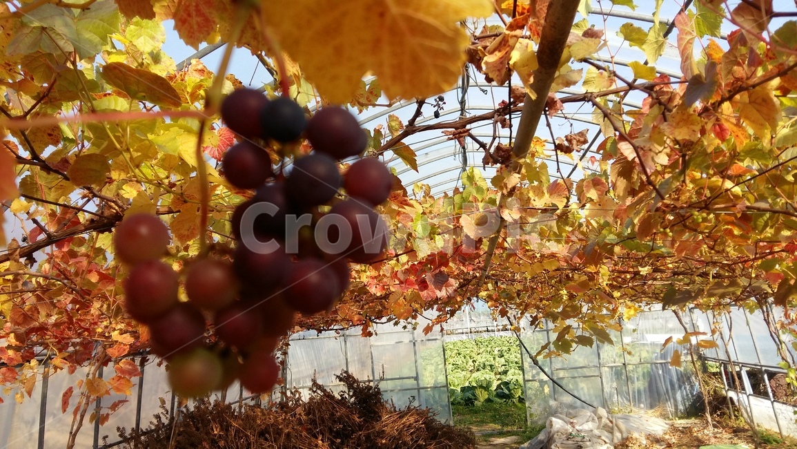 풍경,가을,열매,감상,휴식,산업,industry,industrial,농업,농사,agriculture,farming,farming industry