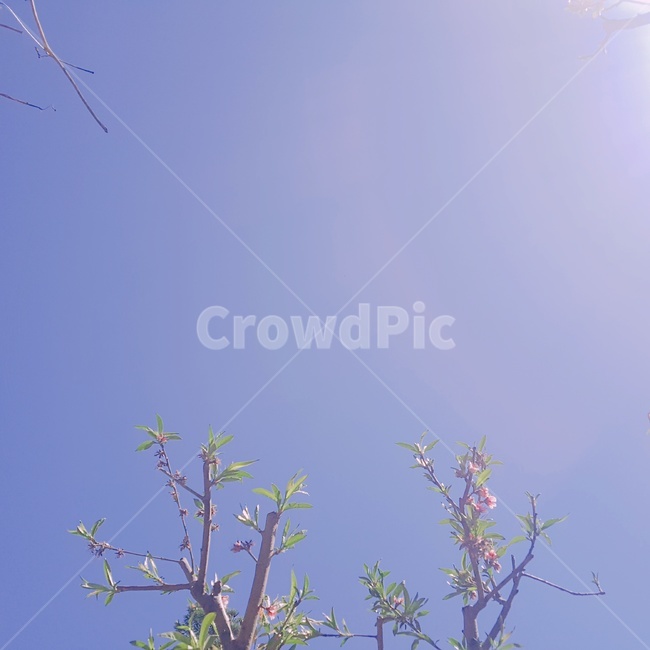 꽃봉오리,꽃,봄,나무,하늘,나뭇가지,잎사귀,식물,봄꽃,자연,풍경,nature,landscape
