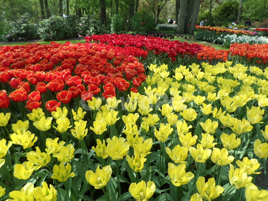 튤립,네덜란드,tulip,flower,color,식물,자연,plants,nature,꽃,flower