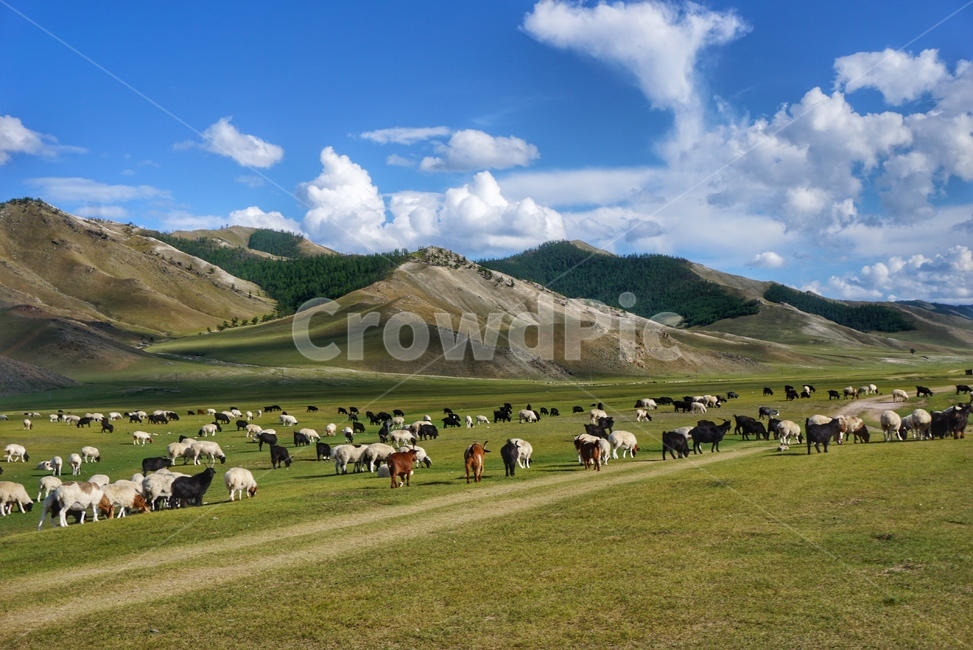 nature,자연,mongolia,몽골,풍경,하늘,cow,소,가축,animal,동물,field,들,동물,animal,포유류,mammal