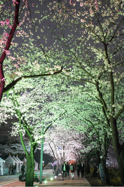 여의도,윤중로,벚꽃축제,벚꽃길,벚꽃,CherryBlossom,야경,야화,nightview,natural,landscape,식물,봄,배경,자연,서울벚꽃,서울명소,힐링,spring,하얀꽃,splendor,화사,flowers,나무,trees,wood,축제,봄,계절,spring,season,야경,밤,풍경,nightscape,night,landscape,식물,자연,plants,nature,나무,trees,wood,plant,tree,tree trunk,나무 줄기