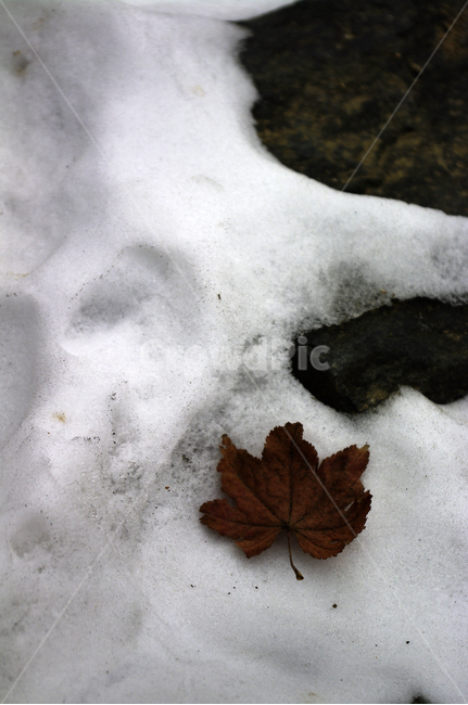 겨울,winter,눈,나뭇잎,낙엽,잎,겨울,계절,winter,season