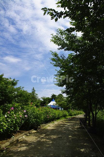 길,초록,나무,잎,식물,plant,자연,nature,숲,하늘,구름