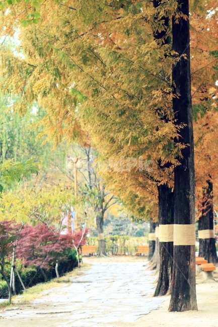 자연,풍경,메타세콰이어,가을,단풍,가을,계절,fall,autumn,season,식물,자연,plants,nature,나무,trees,wood,tree,plant,tree trunk,나무 줄기