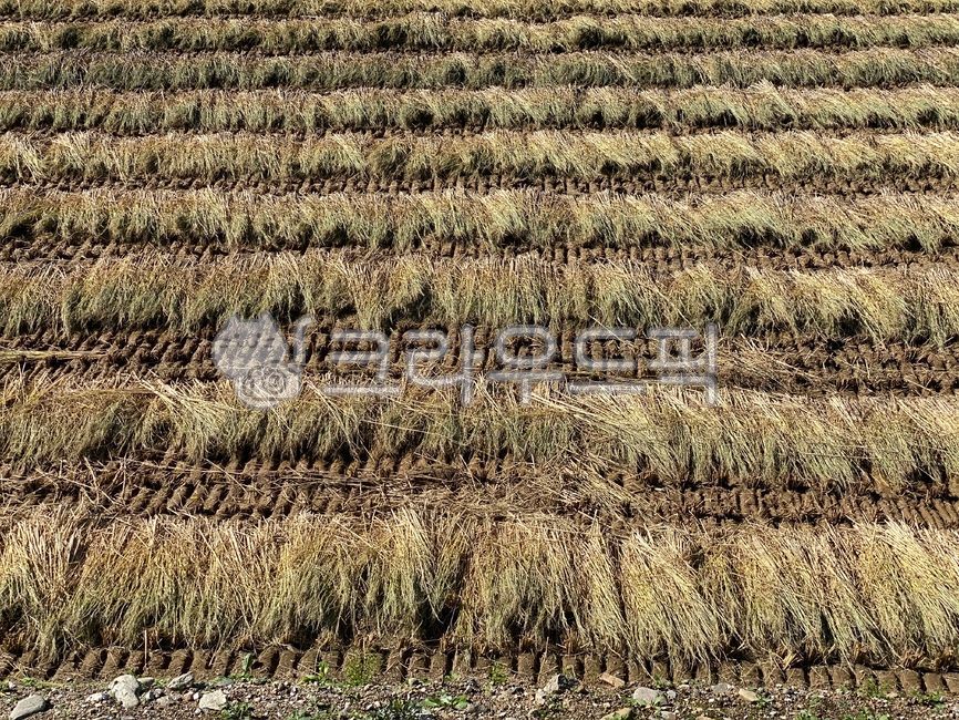 벼이삭,자연,가을,가을풍경,수확