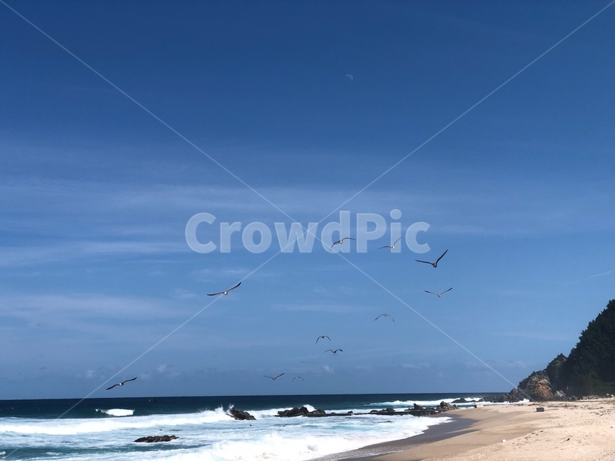 바다,갈매기,파도,하늘,구름,자연,풍경,nature,landscape,해변,바다,beach,sea,동물,animal,조류,새,birds,outdoors,옥외,ocean,대양,water,물,bird