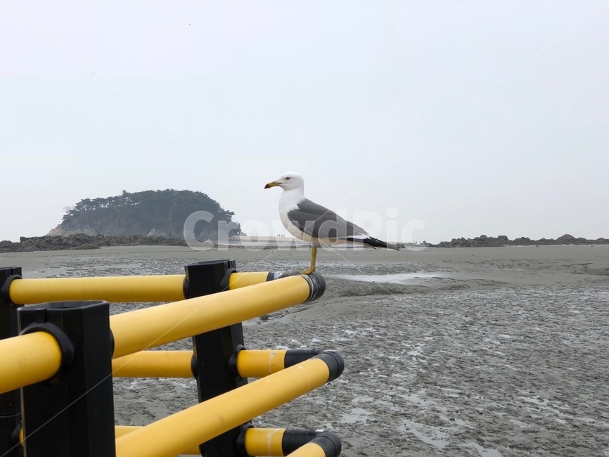 해변,바다,갈매기,새,순간포착,갯벌,동물,animal,조류,새,birds