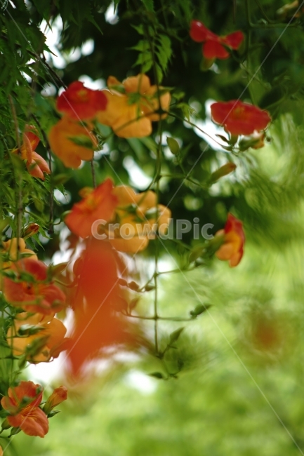 부천중앙공원,능소화,공원,꽃,풍경,식물,자연,plants,nature,꽃,flower