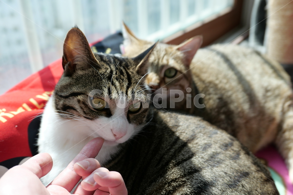 고양이,코숏,길고양이,동물,반려묘,반려동물,cat,kitten,animal,동물,animal,포유류,mammal,고양이,cat,kitten,kitty