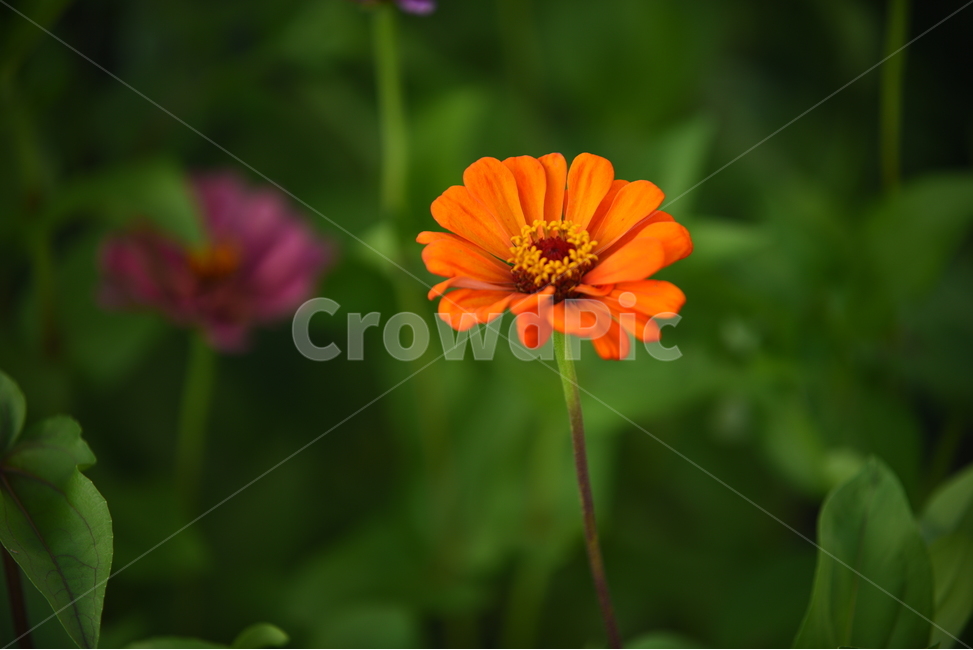 백일홍,zinnia,꽃,가을,꽃술,항몽유적지,주황,노랑,분홍,연두,식물,가을,계절,fall,autumn,season,식물,자연,plants,nature,꽃,flower,plant