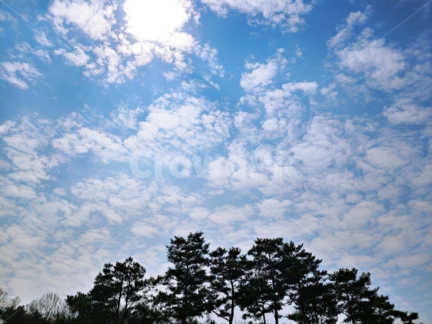 하늘,태양,나무,구름,공원,자연,풍경,nature,landscape,outdoors,옥외,sky,azure sky,푸른 하늘