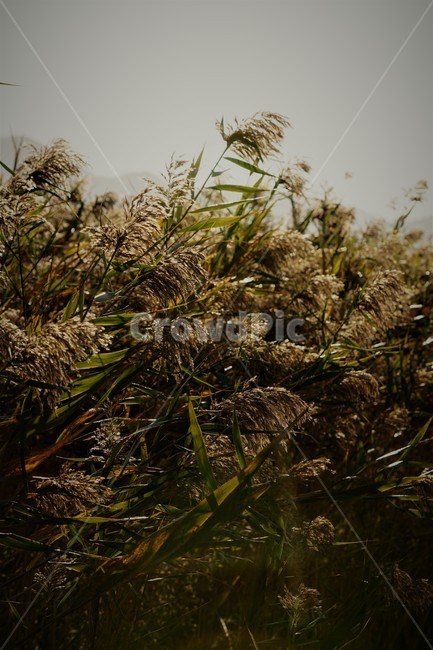 가을,갈대,식물,자연,하늘,빛,초록,감성,sky,nature,안개,green,fall,autumn,season,가을,계절,fall,autumn,season,grass,잔디,plant,lawn,reed