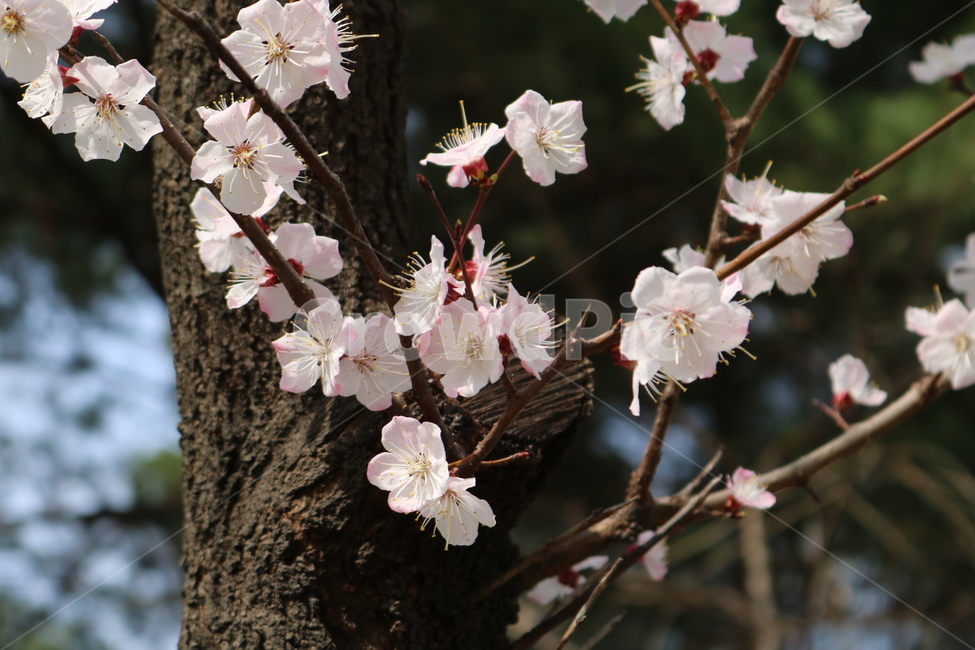plant,식물,flower,꽃,꽃잎