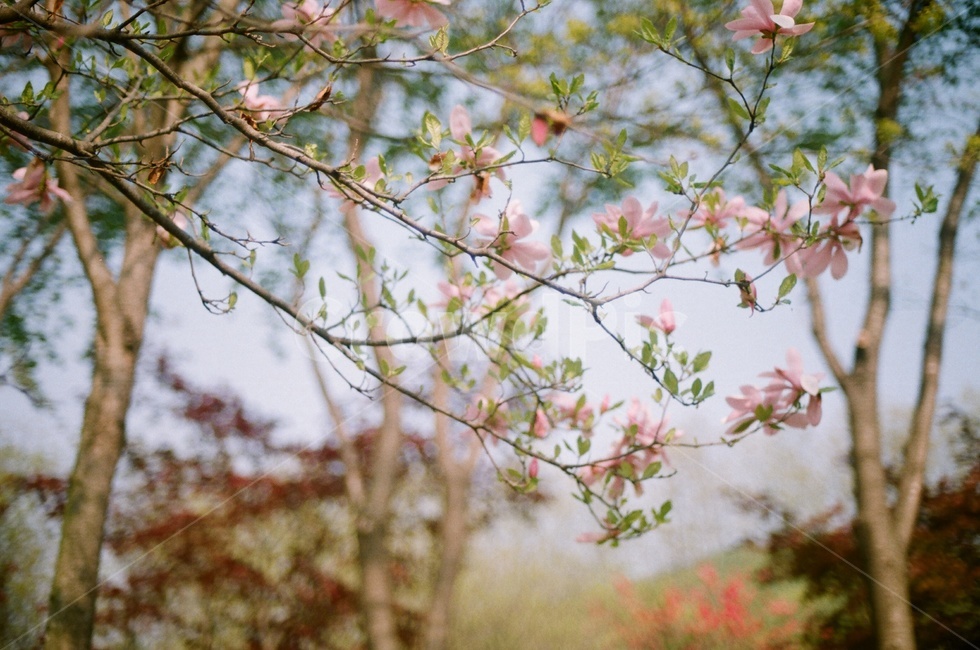 식물원,꽃,필름사진,봄,flower,spring,film,필름,자연,식물,자연,plants,nature,꽃,flower