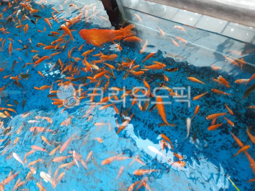 닥터피쉬,fish,물고기,animal,doctorfish