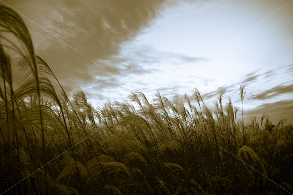 가을,억새,억새풀,상암하늘공원,쓸쓸함,가을,계절,fall,autumn,season,자연,풍경,nature,landscape,감성,sensible,feeling,grass,잔디,plant,식물,lawn