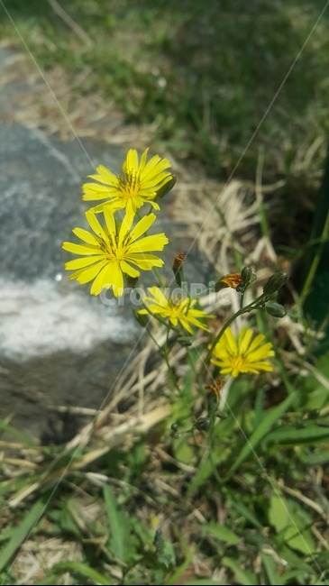 꽃,봄,들꽃,노란색,식물,자연,힐링,배경,노란꽃,식물,자연,plants,nature,꽃,flower