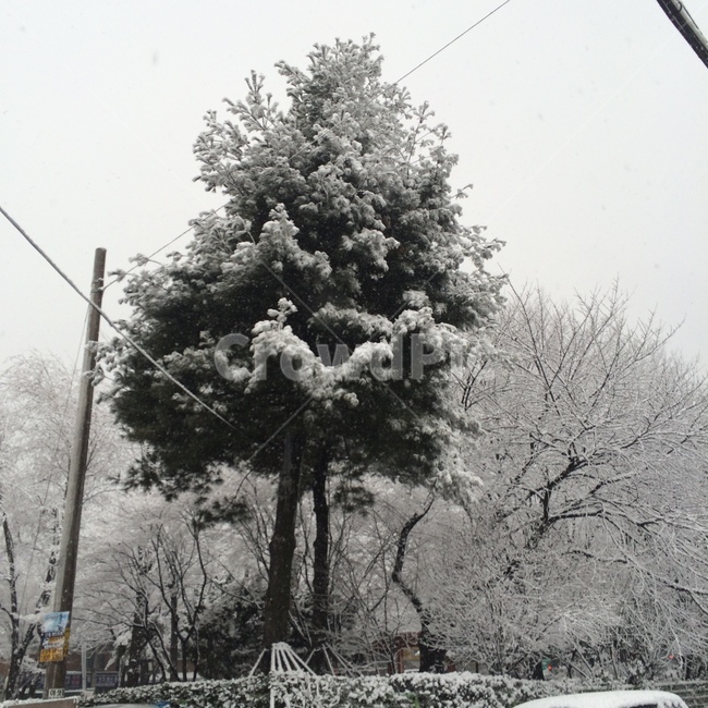 눈,폭설,눈꽃,크리스마스,겨울,식물,이쁜,이쁜눈,겨울,계절,winter,season