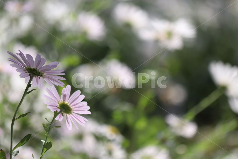 꽃,자연,감성,빛,식물,식물,자연,plants,nature,꽃,flower