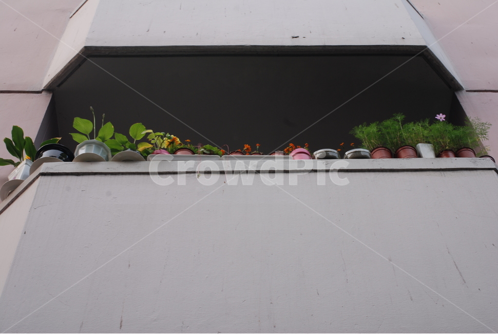 도시,꽃,감성,아파트,화분,식물,자연,plants,nature,실내용화초,화분,화초,house plant