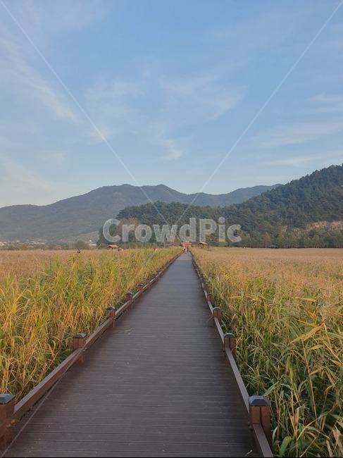 길,다리,산책로,갈대,하늘,자연,풍경,nature,landscape