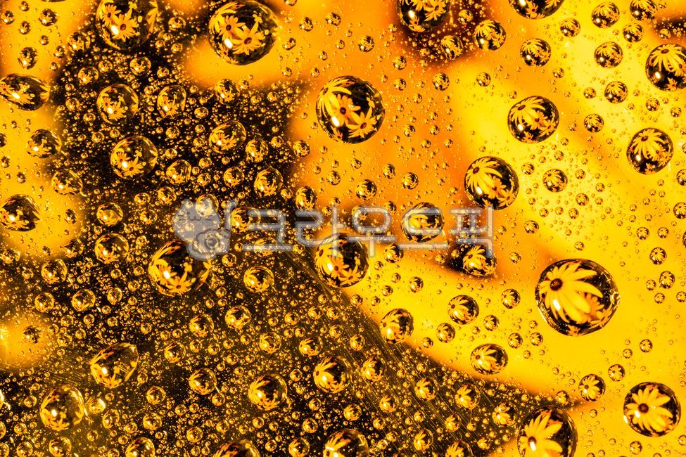 방울,작은물방울,droplet,꽃,노랑꽃,물방울,이슬,노랑