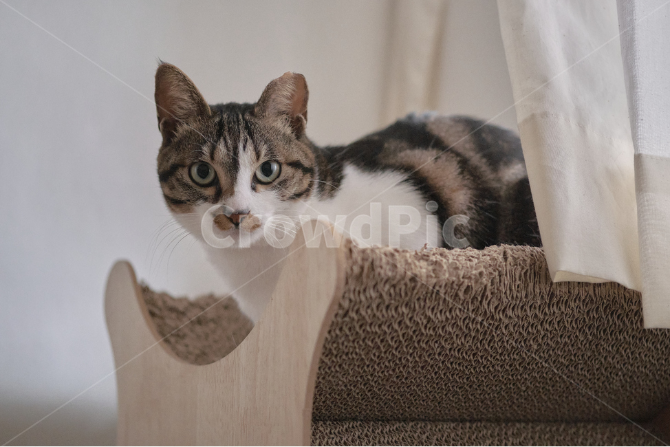 cat,고양이,pet,애완동물,animal,동물,home,집,동물,animal,포유류,mammal,고양이,cat,kitten,kitty