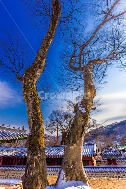 거목,행성,담벼락,고궁,문화유산,겨울,계절,winter,season,한국전통,한국문화,korean traditional,korean culture,식물,자연,plants,nature,나무,trees,wood,건축물,건물외관,exterior,building,structure,architecture,construction