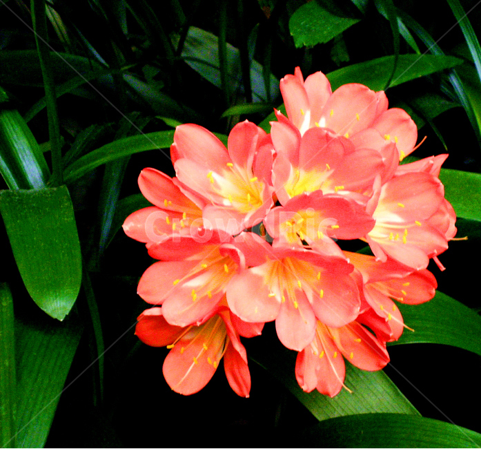 군자란,whatisagunja,꽃,flower,식물,plant,색상,color,빨간색,red,식물,자연,plants,nature,꽃,flower