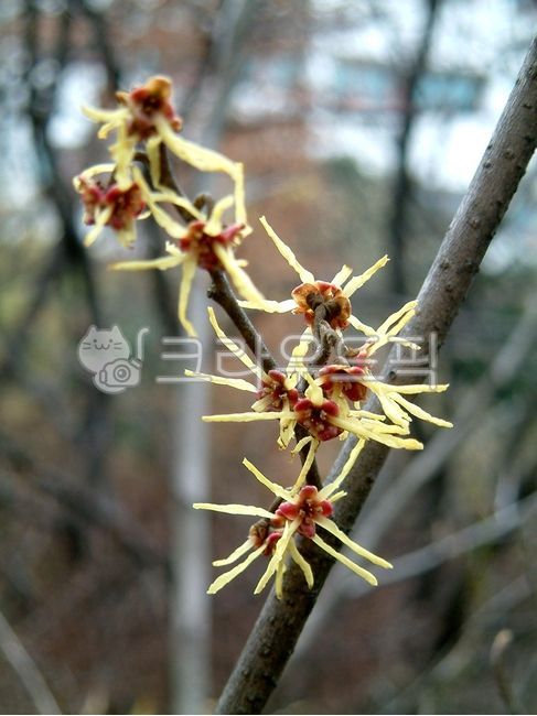 자연,nature,야외,outdoors,plant,식물,나무,tree,잎,leaf,꽃,flower,blossom,풍년화,조록나무과,풍년화속,hamamelisjaponica
